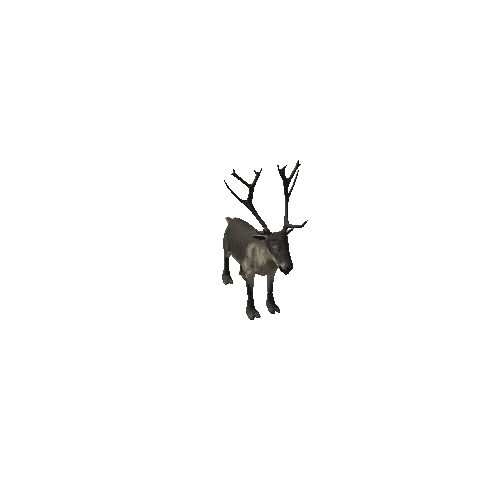 Reindeer_IP_FV_SLP (1)